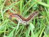 Malacosoma franconica